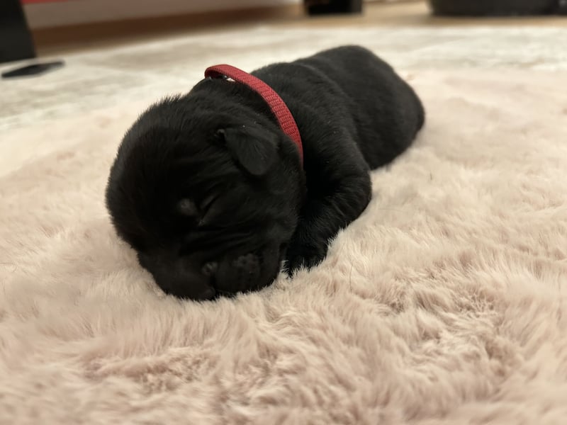 Reinrassige Labrador Welpen in foxred und schwarz