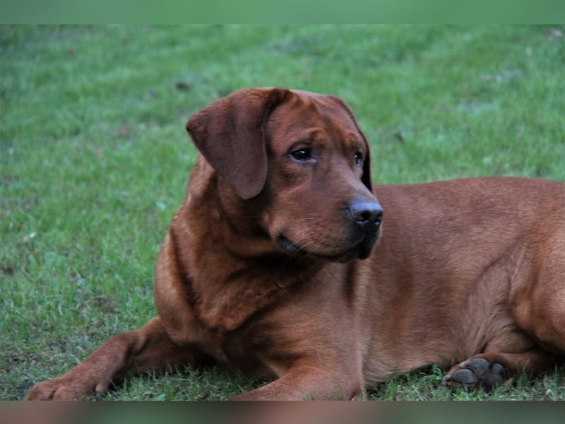 Reinrassige Labrador Welpen in foxred und schwarz