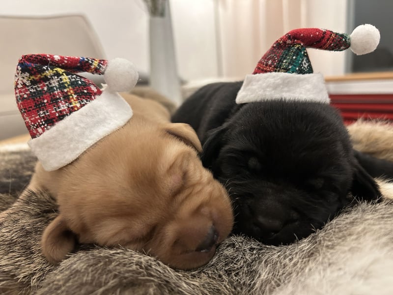 Reinrassige Labrador Welpen in foxred und schwarz