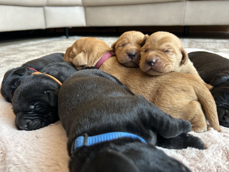 Reinrassige Labrador Welpen in foxred und schwarz