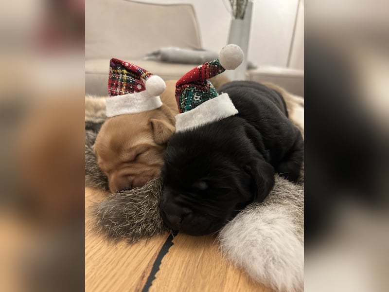 Reinrassige Labrador Welpen in foxred und schwarz