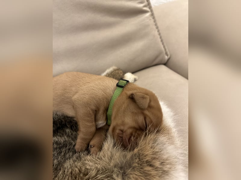 Reinrassige Labrador Welpen in foxred und schwarz