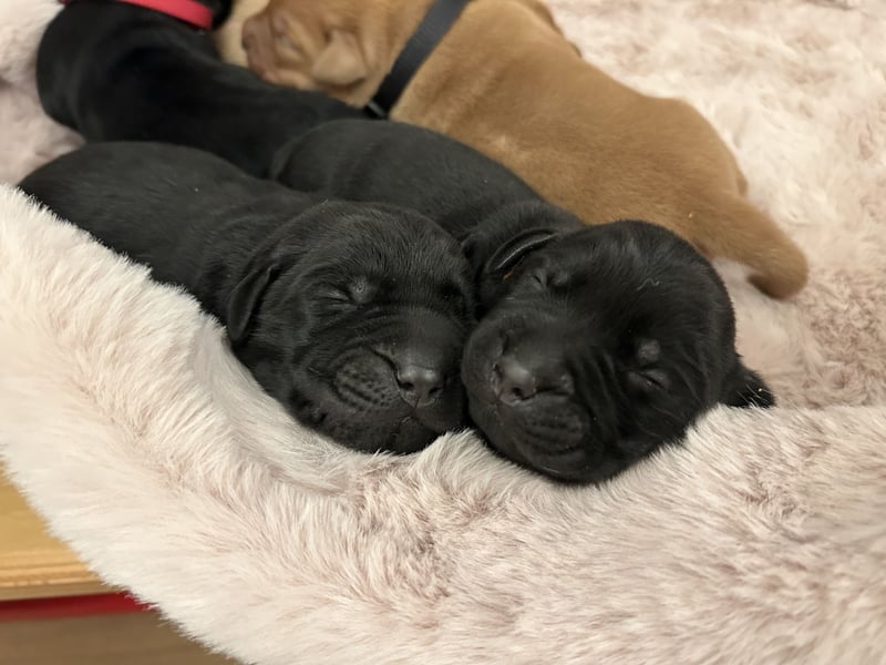 Reinrassige Labrador Welpen in foxred und schwarz