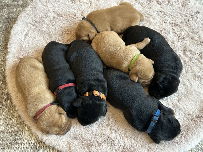 Reinrassige Labrador Welpen in foxred und schwarz