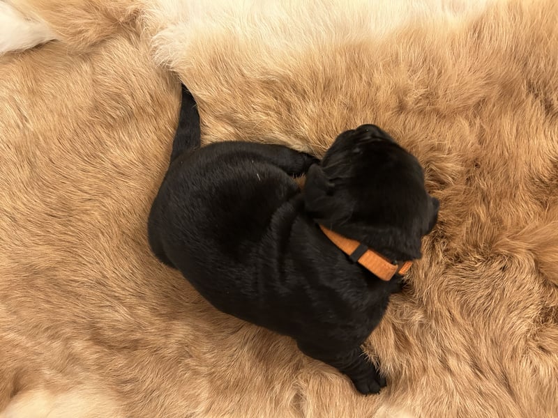 Reinrassige Labrador Welpen in foxred und schwarz