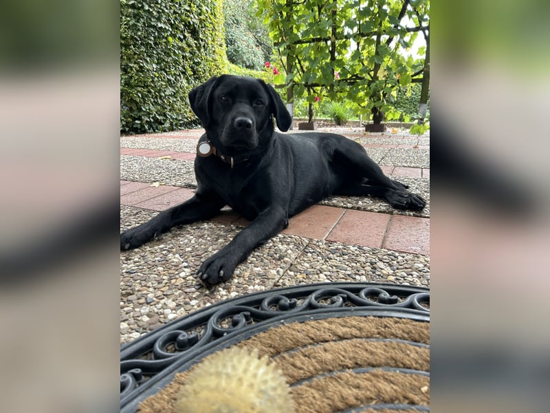 Reinrassige Labrador Welpen in foxred und schwarz