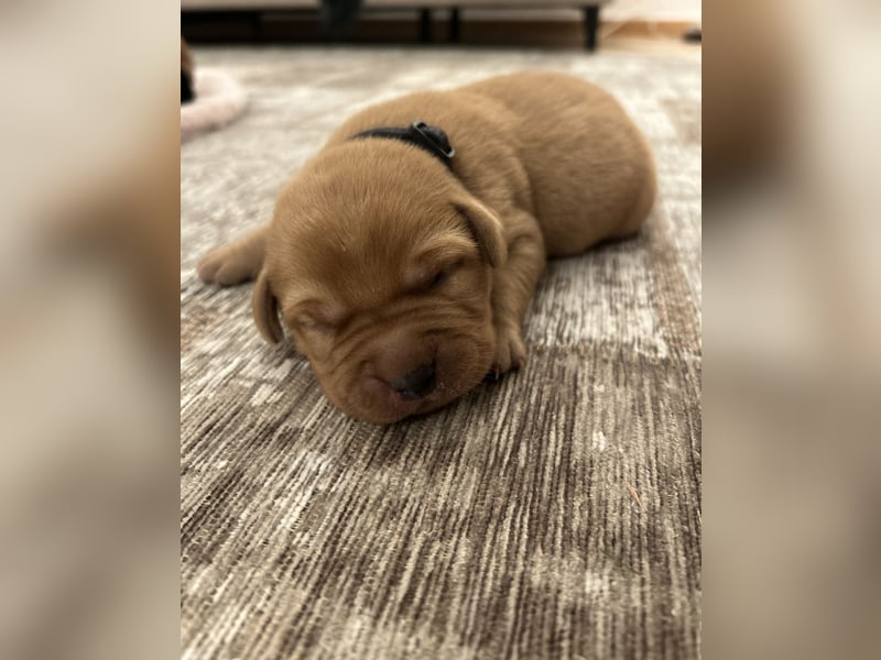 Reinrassige Labrador Welpen in foxred und schwarz