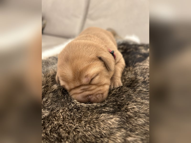 Reinrassige Labrador Welpen in foxred und schwarz