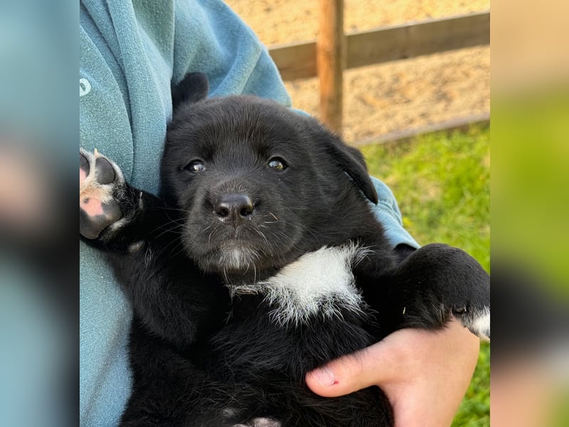 Zuckersüße Labrakita Welpen suchen ihr neues Zuhause!