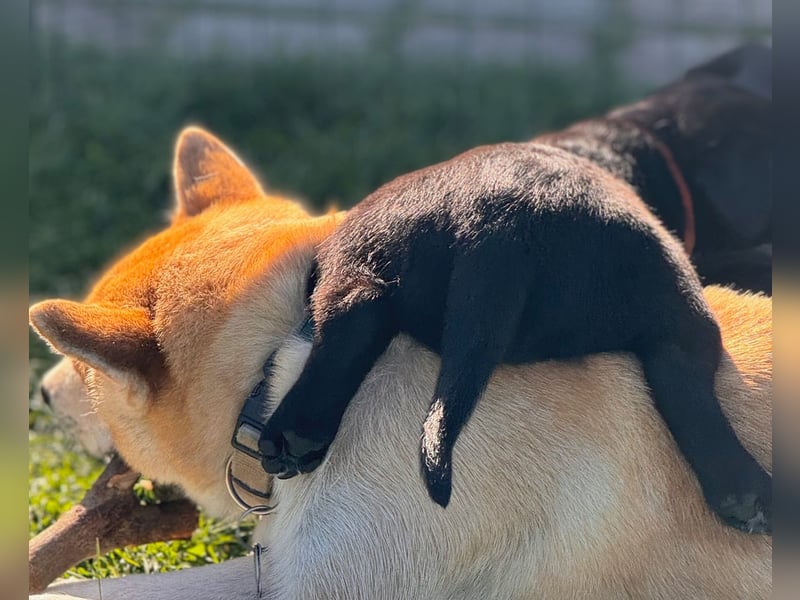 Zuckersüße Labrakita Welpen suchen ihr neues Zuhause!