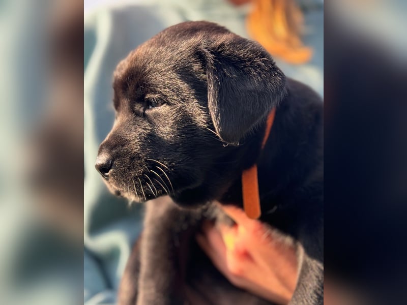 Zuckersüße Labrakita Welpen suchen ihr neues Zuhause!