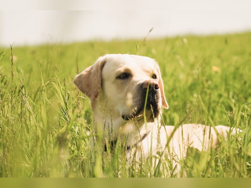 Zuckersüße Labrakita Welpen suchen ihr neues Zuhause!