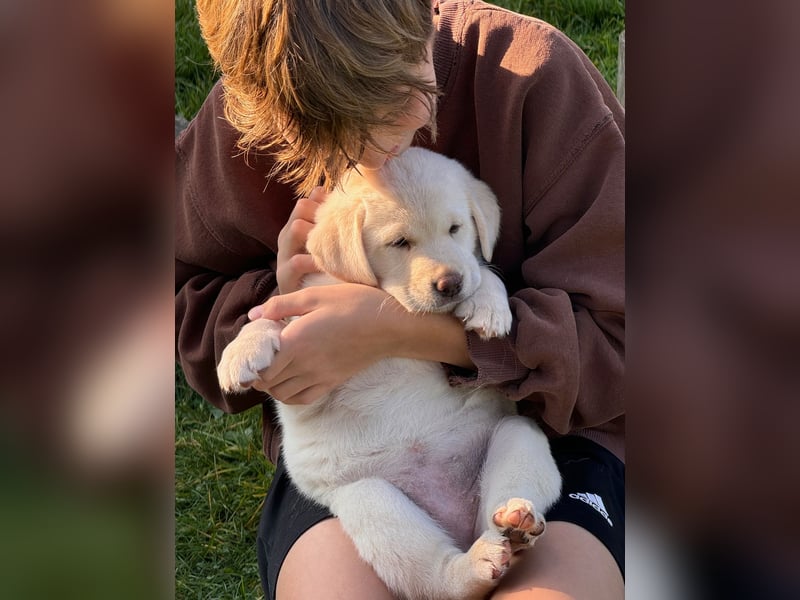 Zuckersüße Labrakita Welpen suchen ihr neues Zuhause!