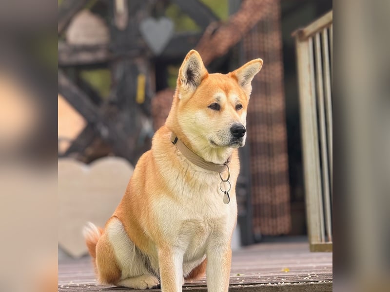 Zuckersüße Labrakita Welpen suchen ihr neues Zuhause!