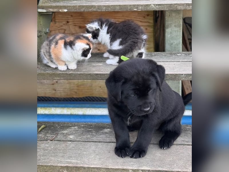 Zuckersüße Labrakita Welpen suchen ihr neues Zuhause!