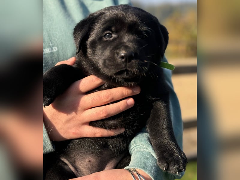 Zuckersüße Labrakita Welpen suchen ihr neues Zuhause!