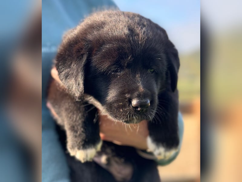 Zuckersüße Labrakita Welpen suchen ihr neues Zuhause!