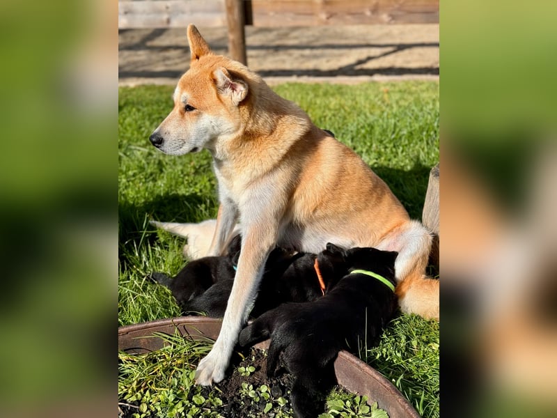 Zuckersüße Labrakita Welpen suchen ihr neues Zuhause!