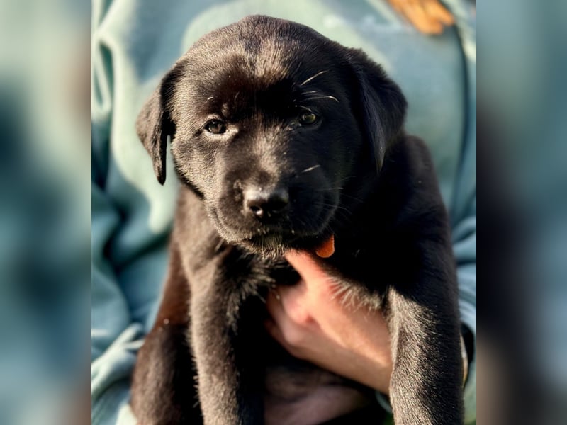 Zuckersüße Labrakita Welpen suchen ihr neues Zuhause!