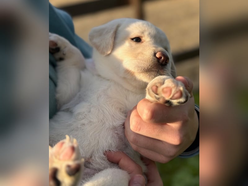 Zuckersüße Labrakita Welpen suchen ihr neues Zuhause!