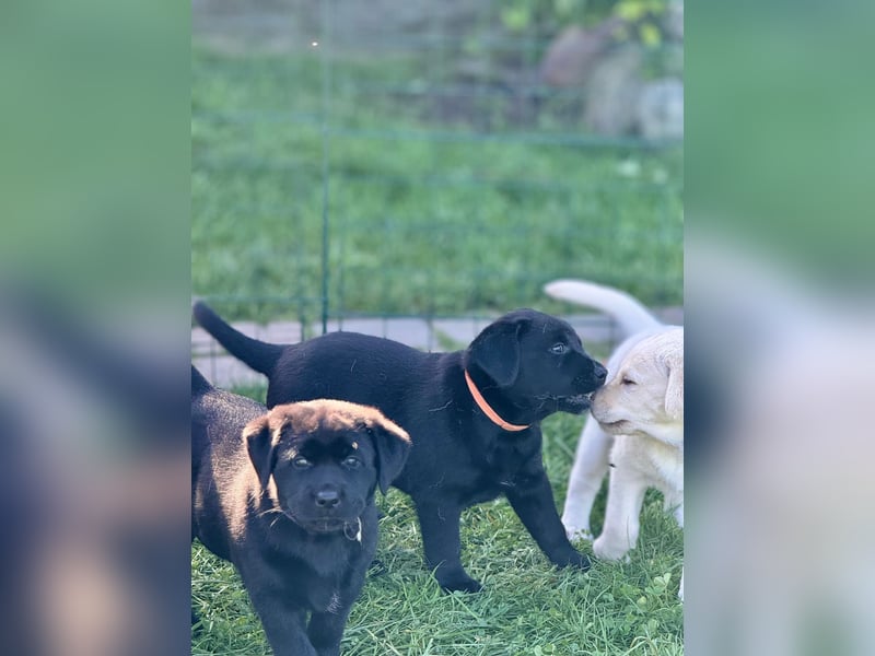 Zuckersüße Labrakita Welpen suchen ihr neues Zuhause!