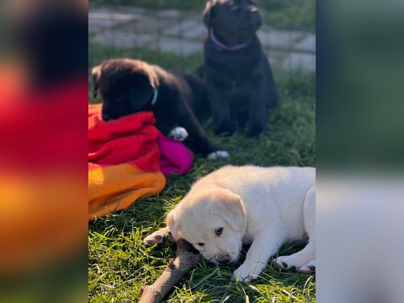 Zuckersüße Labrakita Welpen suchen ihr neues Zuhause!