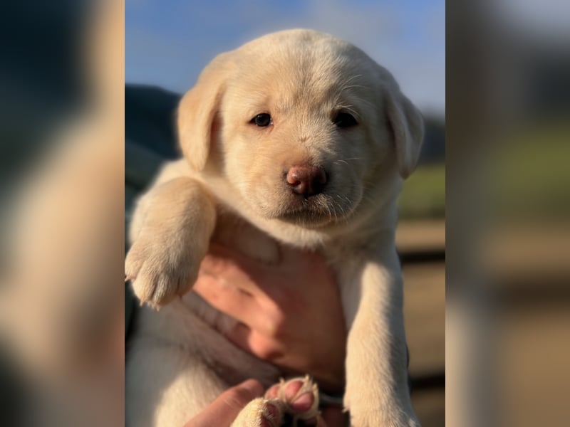 Zuckersüße Labrakita Welpen suchen ihr neues Zuhause!