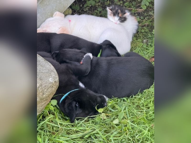 Zuckersüße Labrakita Welpen suchen ihr neues Zuhause!