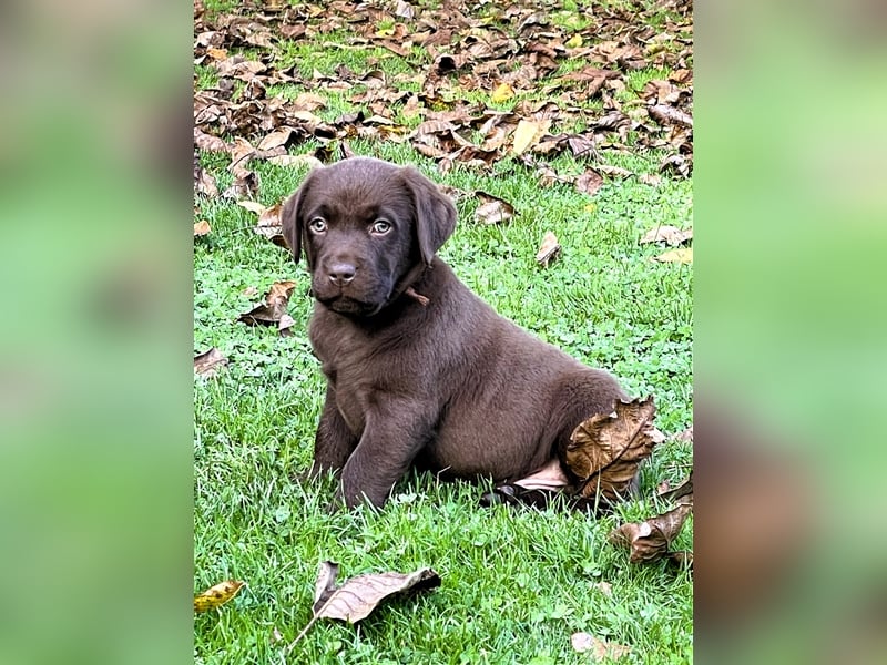 Reinrassige Labrador Retriever Welpen, schokobraun