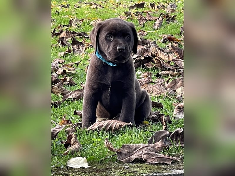 Reinrassige Labrador Retriever Welpen, schokobraun