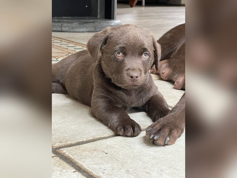 Reinrassige Labrador Retriever Welpen, schokobraun