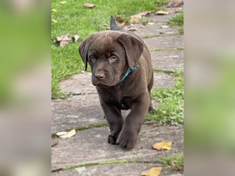 Reinrassige Labrador Retriever Welpen, schokobraun