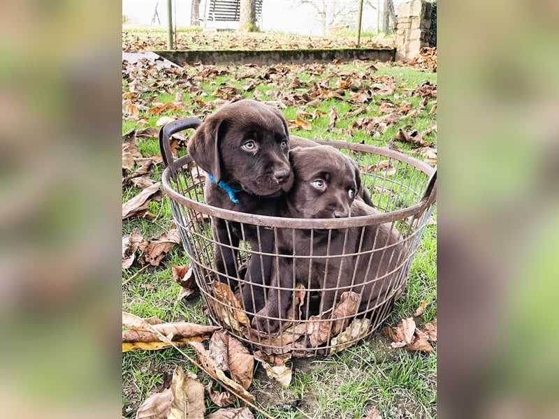 Reinrassige Labrador Retriever Welpen, schokobraun