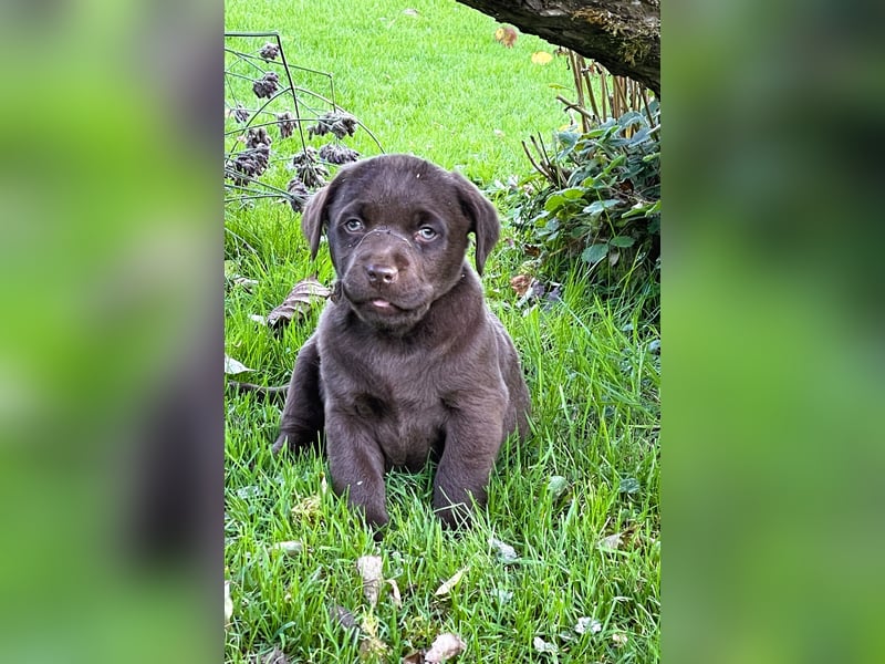 Reinrassige Labrador Retriever Welpen, schokobraun