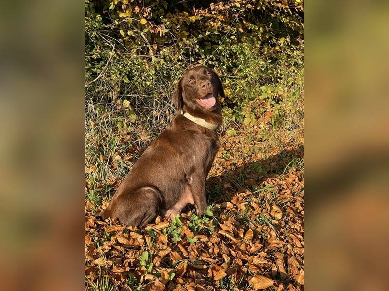 Reinrassige Labrador Retriever Welpen, schokobraun