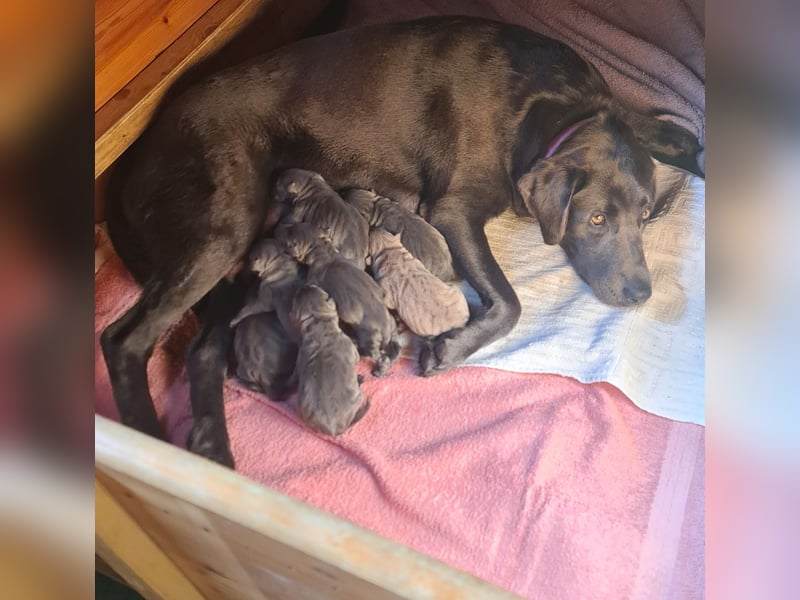 Labrador-Welpen / Silber/ Charcoal Vater Minganzucht/ Mutter Mustang Valley