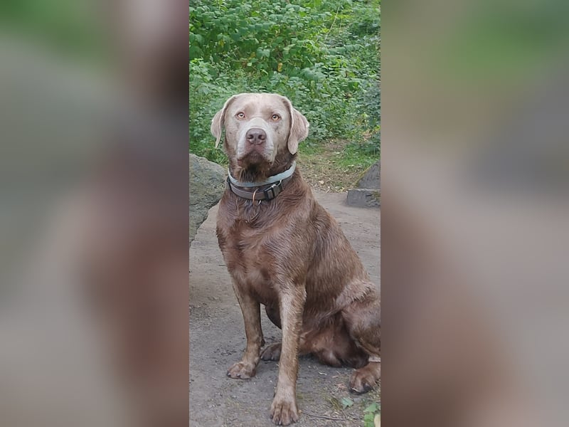 Labrador-Welpen / Silber/ Charcoal Vater Minganzucht/ Mutter Mustang Valley