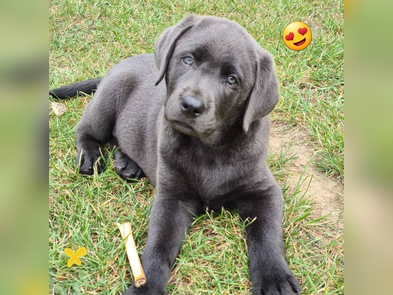 Labrador-Welpen / Silber/ Charcoal Vater Minganzucht/ Mutter Mustang Valley