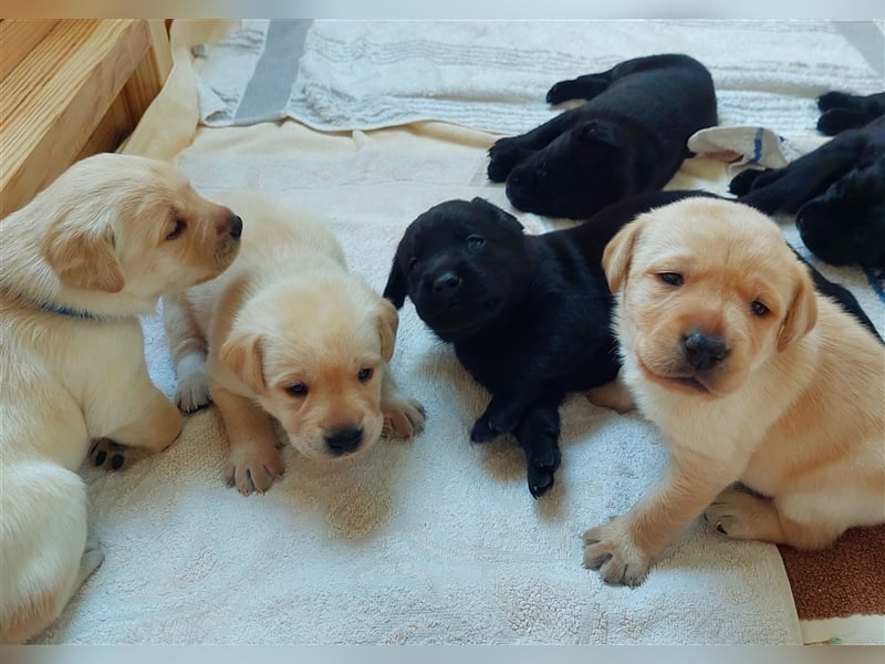 3 helle reinrassige Labrador Rüden wollen gefunden werden