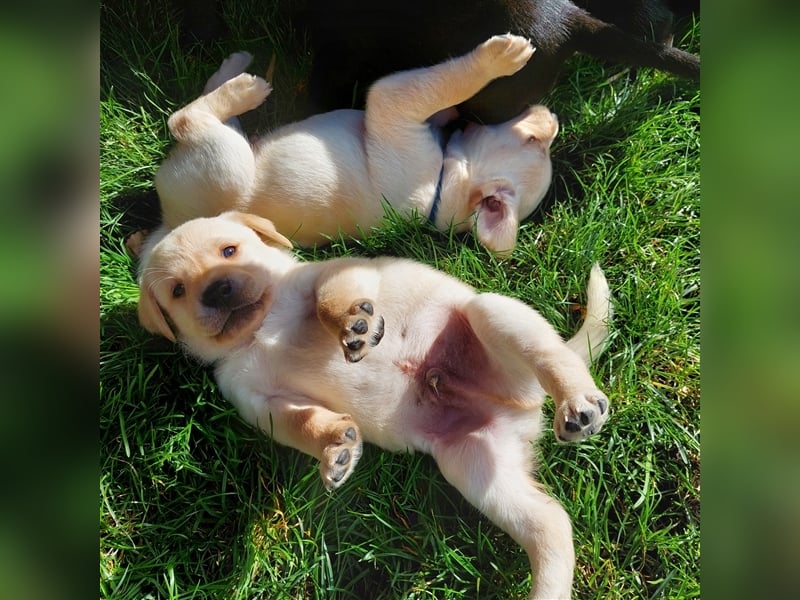 3 helle reinrassige Labrador Rüden wollen gefunden werden