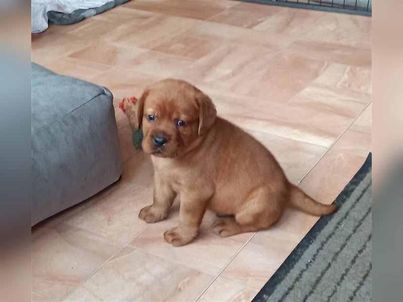 Labrador Retriever Welpen Foxred und Dark Foxred