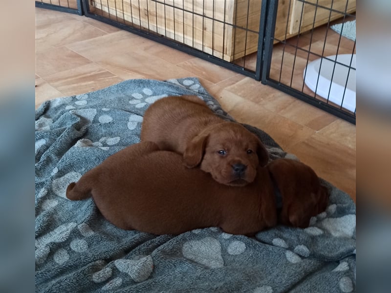 Labrador Retriever Welpen Foxred und Dark Foxred