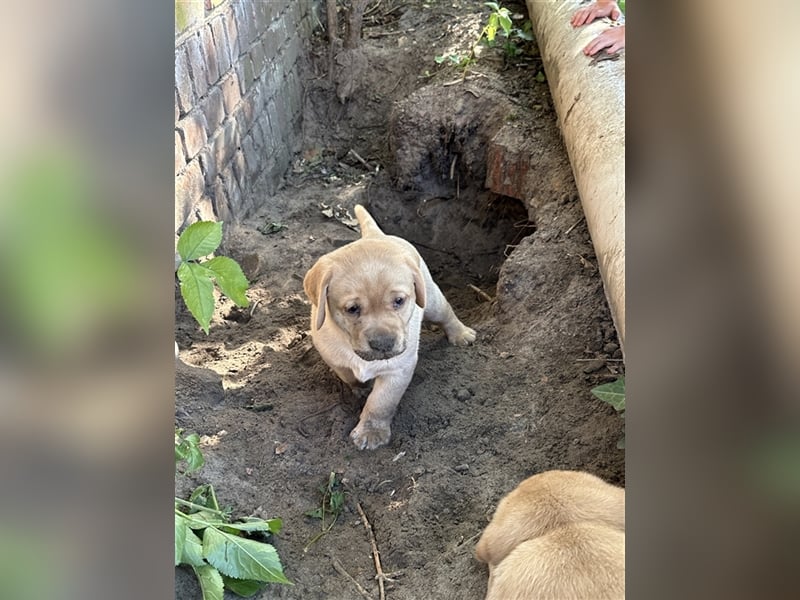 Zuckersüße Labradorwelpen in liebevolle Hände abzugeben