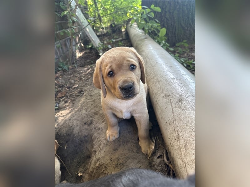 Zuckersüße Labradorwelpen in liebevolle Hände abzugeben