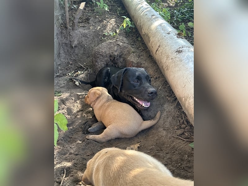 Zuckersüße Labradorwelpen in liebevolle Hände abzugeben