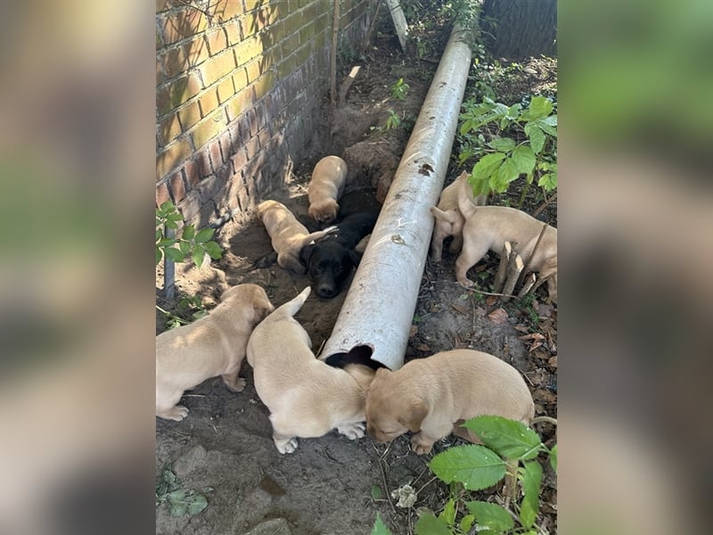 Zuckersüße Labradorwelpen in liebevolle Hände abzugeben