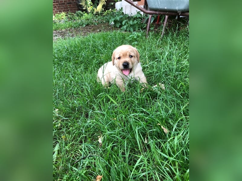 Zuckersüße Labradorwelpen in liebevolle Hände abzugeben