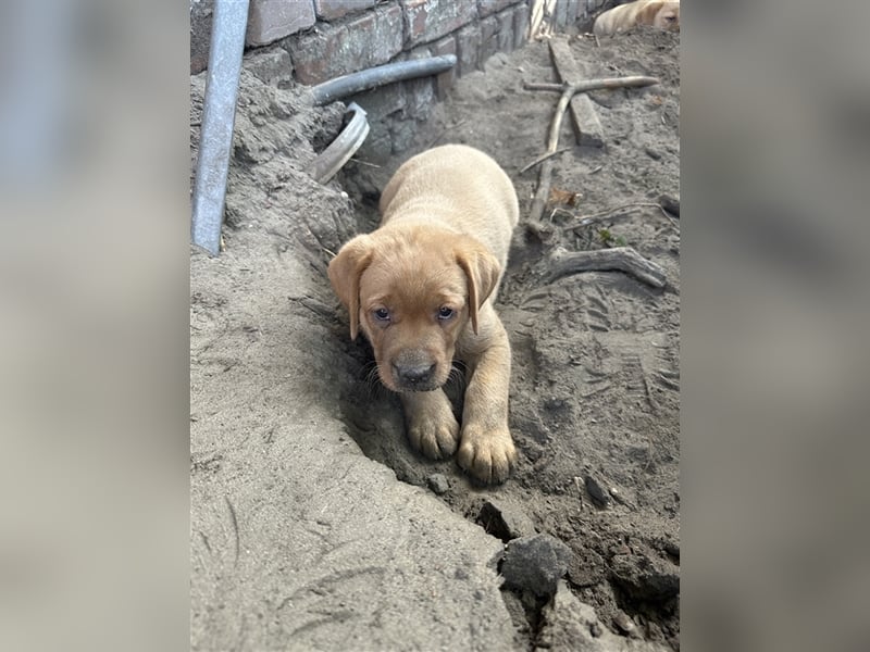 Zuckersüße Labradorwelpen in liebevolle Hände abzugeben