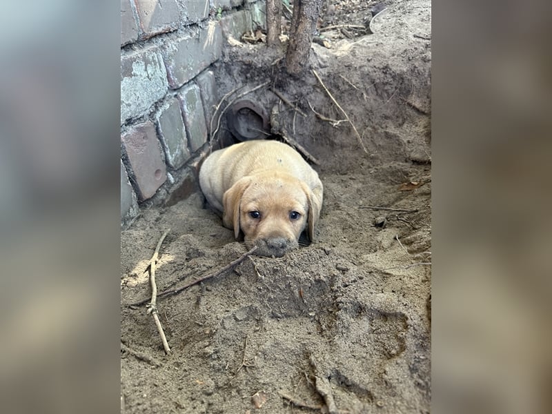 Zuckersüße Labradorwelpen in liebevolle Hände abzugeben