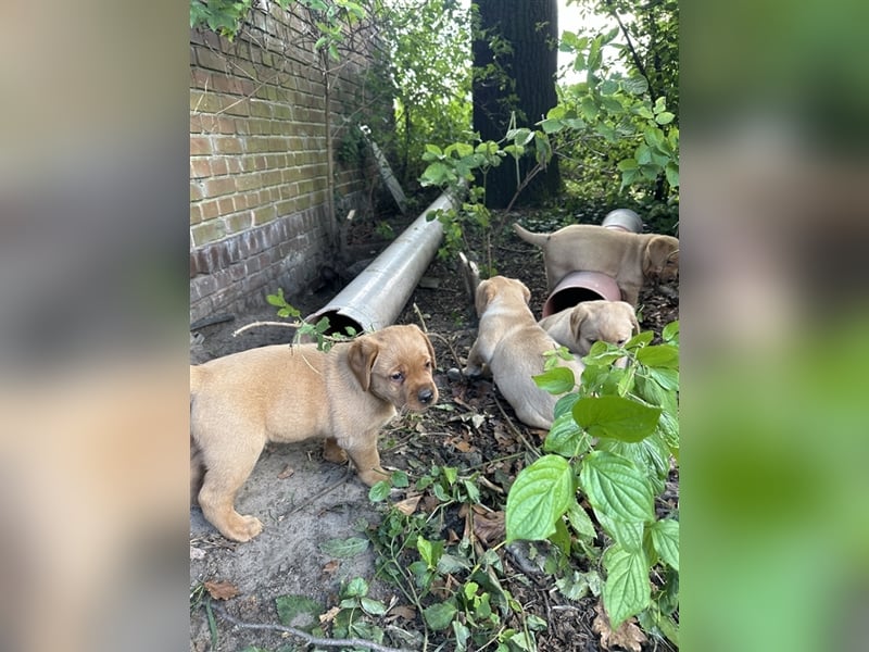 Zuckersüße Labradorwelpen in liebevolle Hände abzugeben